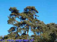 Pinus maritima 