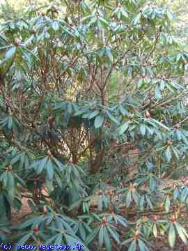 Rhododendron calophytum 