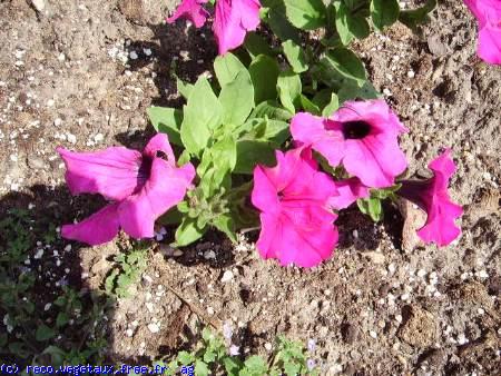 Petunia grandiflora 