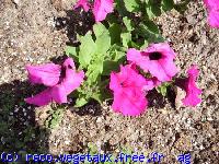 Petunia grandiflora 