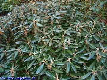 Rhododendron yakushimanum 