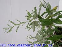 Buddleja alternifolia 'Argentea'