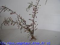 Tamarix tetrandra 