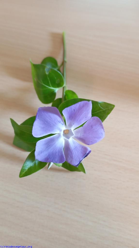 Vinca minor 