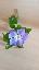 Vinca minor 