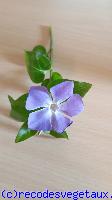 Vinca minor 