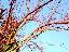 Acer palmatum 'Senkaki'