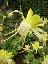 Aquilegia chrysantha 'Yellow queen'