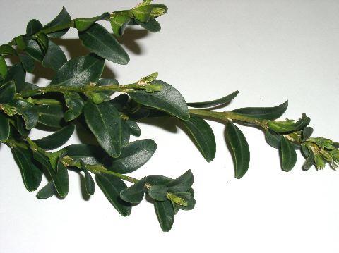 Buxus sempervirens 