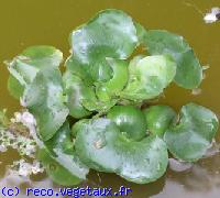 Eichhornia crassipes 