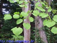 Cercidiphyllum japonicum 