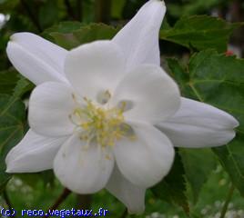 Aquilegia chrysantha 'White star'