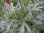 Artemisia absinthium 