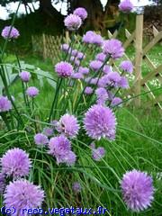 Allium schoenoprasum 