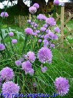 Allium schoenoprasum 