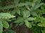 Viburnum rhytidophyllum 