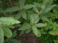 Viburnum rhytidophyllum 