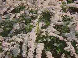 Spiraea arguta 