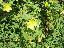 Hypericum hoockerianum 'Hidcote'