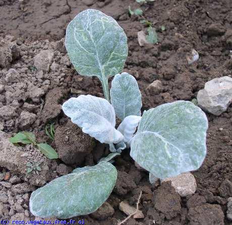 Senecio cineraria 'Glacier'