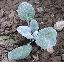 Senecio cineraria 'Glacier'