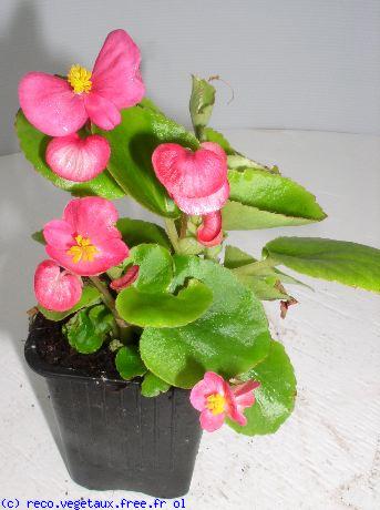 Begonia x semperflorens 