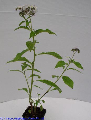 Heliotropium  peruvianum 