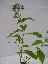 Heliotropium  peruvianum 