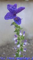 Salvia  horminium 'Oxford blue'