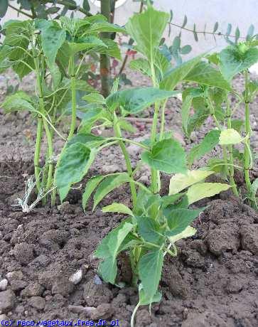 Salvia splendens 'Sangria'