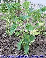 Salvia splendens 'Sangria'