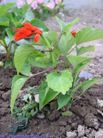 Salvia splendens 'Ryco'