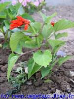 Salvia splendens 'Ryco'