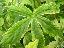 Astrantia major 'Sunningdale variegated'