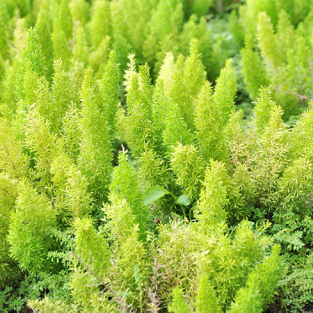 Asparagus densiflorus 'Meyeri'