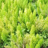 Asparagus densiflorus 'Meyeri'