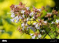 Abelia chinensis 