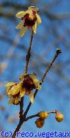 Chimonanthus praecox 