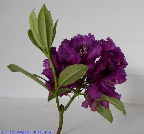Rhododendron x 'X'
