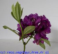 Rhododendron x 'X'
