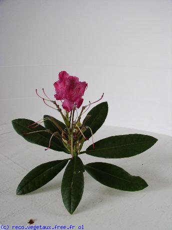 Rhododendron x '?2'