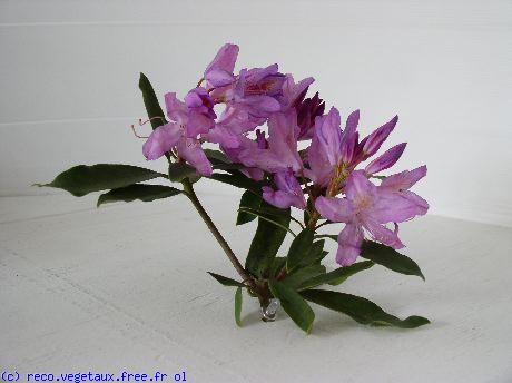 Rhododendron x '?3'