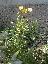 Coreopsis grandiflora 'Goldstar'