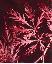 Acer palmatum 'Dissectum garnet'