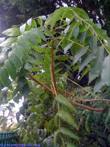 Ailanthus altissima 