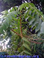 Ailanthus altissima 