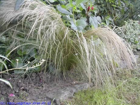 Stipa tenuissima 