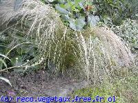 Stipa tenuissima 