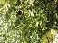 Calocedrus decurrens 'Aureo variegata'