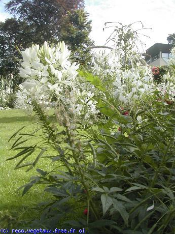 Cleome spinosa 